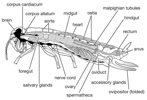 Insect - Thorax, Wings, Legs | Britannica