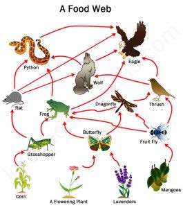 Food Chain: Definition, Food Web, Food Chain Levels, Energy Transfer - Eschool