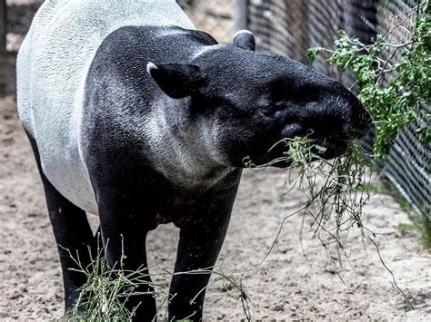 Malayan Tapir - Denver Zoo