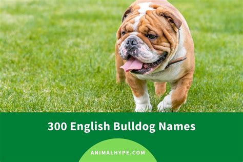 300 English Bulldog Names (Cute and Funny) - Animal Hype