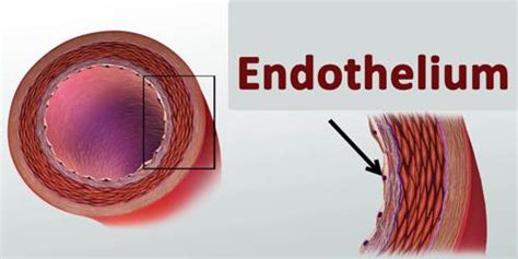 Endothelium - Assignment Point