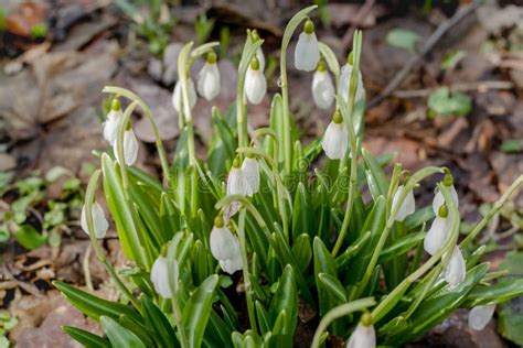 Early Delicate Snowdrop Flowers in Spring Forest Stock Image - Image of ...