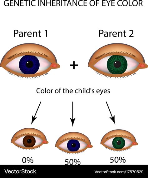 Eye Color Genetics Chart Eye Color Chart Eye Color Eye Color Chart | The Best Porn Website