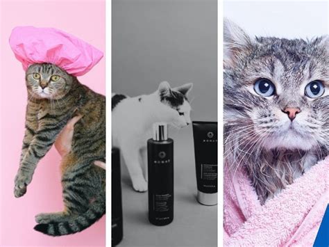 Feline-Friendly & Flea-free: The 5 Best Shampoos For Your Cat!