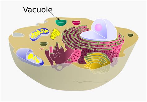 Animal Cell Vacuole , Free Transparent Clipart - ClipartKey