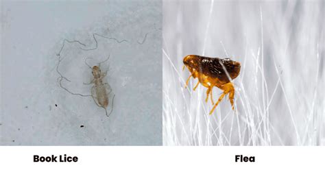 What Are Some Bugs That Look Like Fleas? (Photo Comparisons)