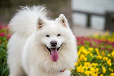 What Breed Are White Fluffy Dogs