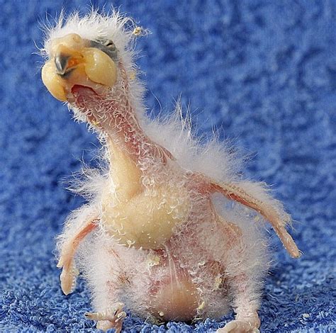 Nelson The Ugly Parrot Is Kind Of Adorable - Baby Animal Zoo