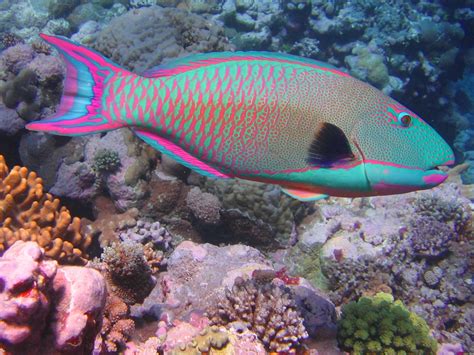 File:Bicolor parrotfish.JPG - Wikipedia