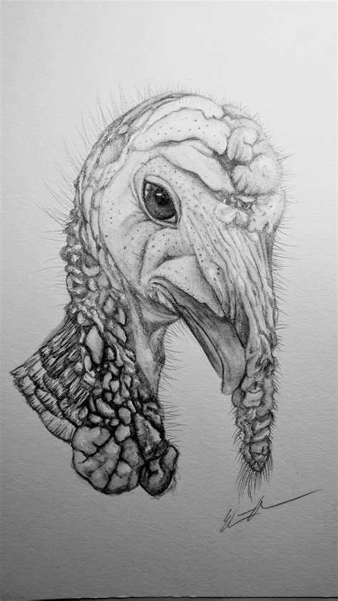 Turkey Face in water soluble Graphite....Unattractive or gorgeous? : r ...