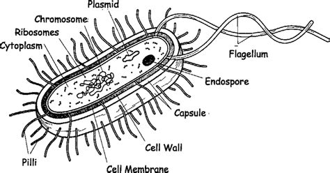 The schematic diagram of bacterial cell structure. | Download Scientific Diagram