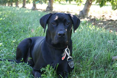 Chocolate Lab Pit Mix Puppies - Red Nose Pitbull Lab Mix - Dog Gallery Images / Black lab ...