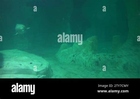 A beluga whale Stock Videos & Footage - HD and 4K Video Clips - Alamy