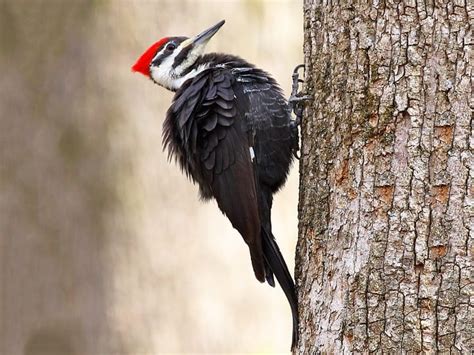 The Pileated Woodpecker-Michigan’s Winter Resident | Up North Tours