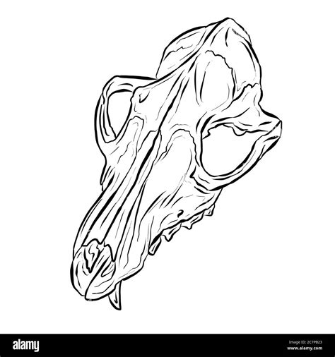 Black Line Art Sketch of an Animal Skull On White Background Stock Photo - Alamy