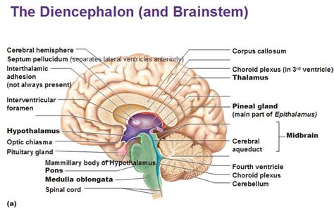 diencephalon - Google Search Brain Anatomy, Anatomy And Physiology, Nerve Anatomy, Medical ...