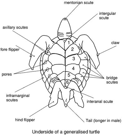 Sea Turtle Anatomy - ECOMAR