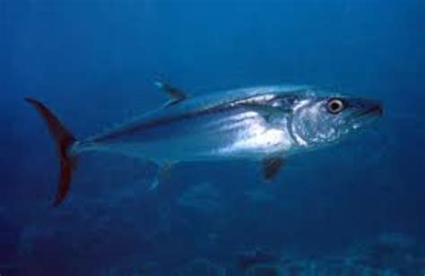 Dogtooth tuna Information and Picture | Sea Animals