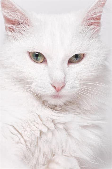 White angora cat stock photo. Image of angora, mustache - 14204000