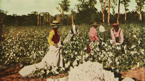 The Cotton Economy and Slavery | Video | The African Americans: Many ...