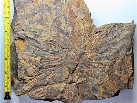 Graptolites - Collections - The Fossil Forum