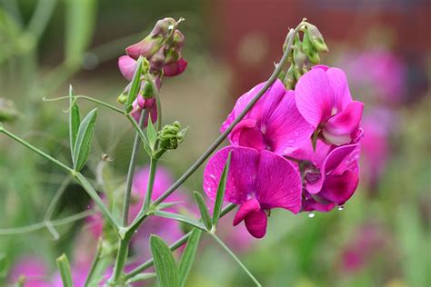 Sweet pea | Fragrant, Climbing, Annual | Britannica