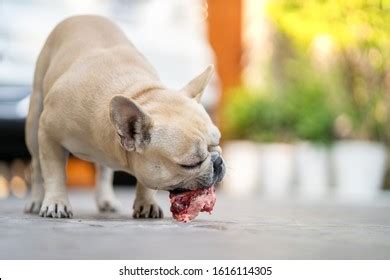 Dog Eating Raw Chicken Garden Stock Photo 1616114305 | Shutterstock