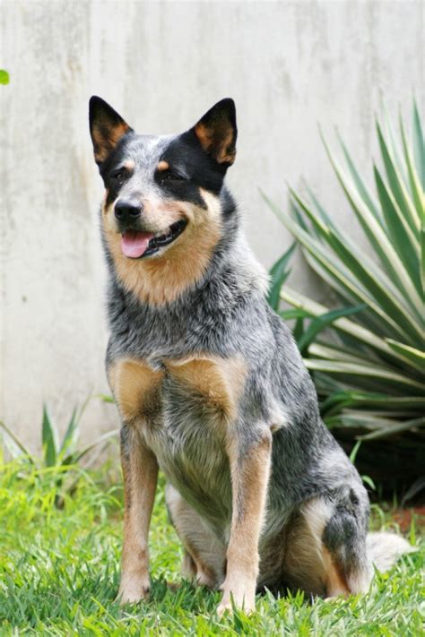 Blue Heeler Breed Information and Photos | ThriftyFun