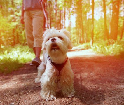 6 DIY Dog Muzzles: Make Your Own Muzzle!