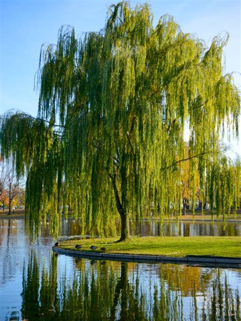 Plant Trees In Wet Areas: Using Water Loving Trees In Poor Drainage Soil