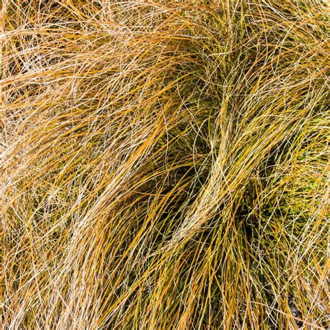 Carex Seed - Orange Sedge Ornamental Grass Seeds