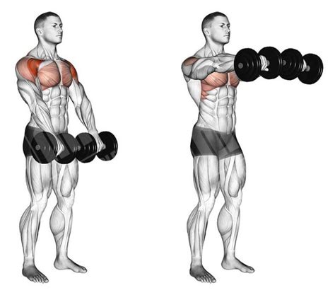 Front Dumbbell Raise Raising your straight arm directly in front of you emphasizes the anterior ...