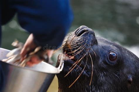 Feeding sea lion stock image. Image of seal, brown, swimming - 69152045