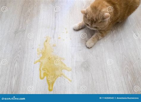 Vomit stock photo. Image of nausea, inscribed, nasty - 114284542