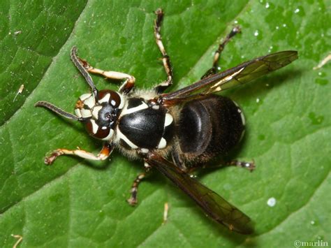 Bald-Faced Hornet - North American Insects & Spiders