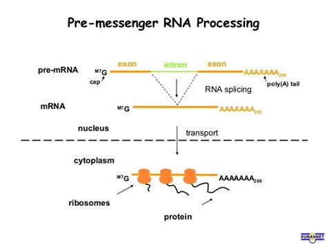 Rna splicing