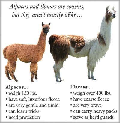 Alpaca vs llama - Difference between alpaca and llama