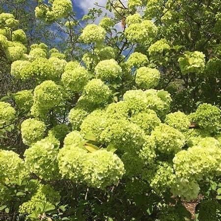 Viburnum macrocephalum