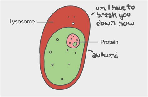 Do Plant Cells Have Lysosomes - Plant Ideas