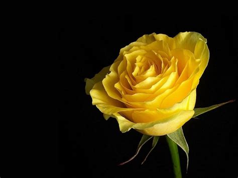 Yellow Rose HD Wallpapers - Top Free Yellow Rose HD Backgrounds - WallpaperAccess