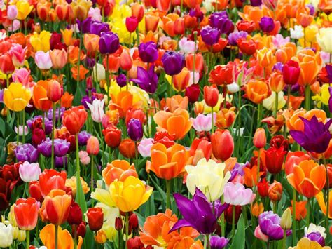 Growing Tulip Bulbs: How To Plant And Care For Tulips