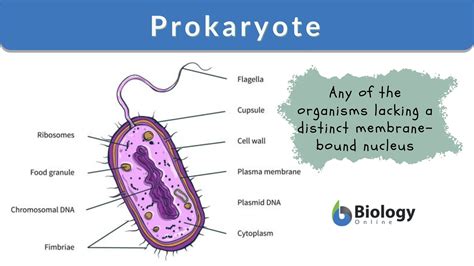 Prokaryote - Definition and Examples - Biology Online Dictionary