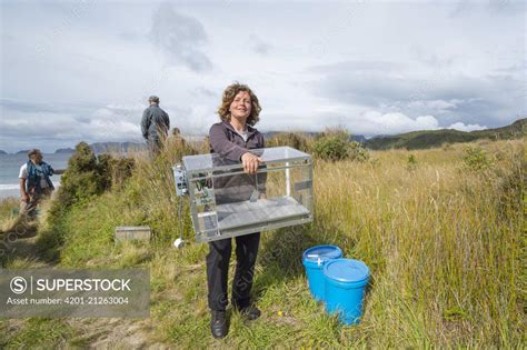 Kakapo (Strigops habroptilus) biologist carrying incubator for breeding program, Codfish Island ...