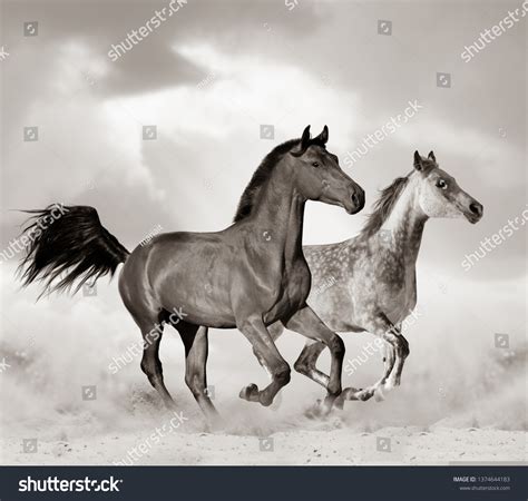 Beautiful Arabian Horse Desert Running Toned Stock Photo 1374644183 | Shutterstock