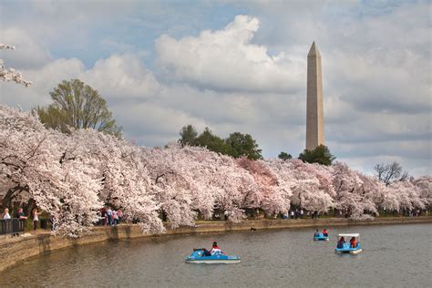 5 Things You Need to Know About the National Cherry Blossom Festival | Washington.org