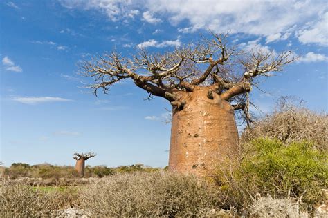 Baobab African Savanna Trees - Pets Lovers