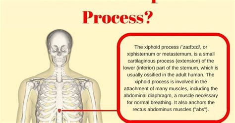 Xiphoid Process Lump In Adults Symptoms - cloudshareinfo