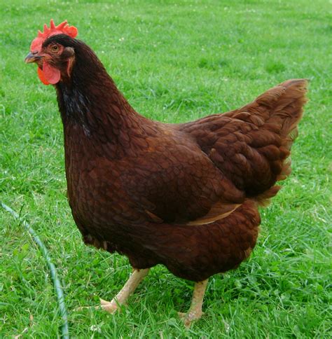 Chicken Nugget – The Rhode Island Red – ChickenStreet