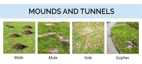 The Difference Between Moles, Voles, and Gophers