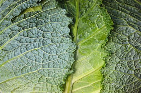 Savoy Cabbage Vegetables - Free photo on Pixabay - Pixabay